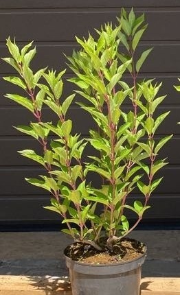 Hortensja bukietowa 'Polar Bear' PBR Hydrangea paniculata